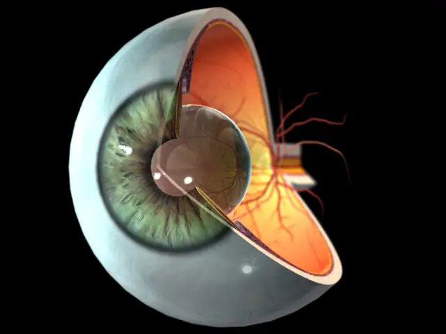 eye viewed from oblique angle shown partly in cross section
