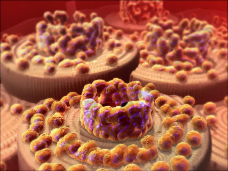 Image showing bone growing at a cellular level