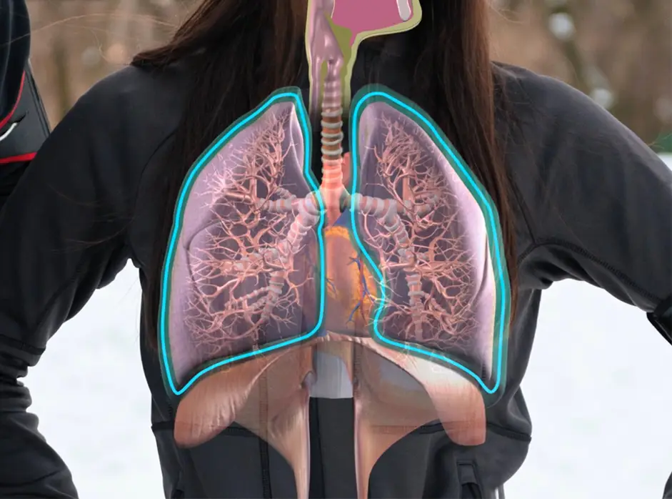 Image of woman with lungs shown in cross section. Includes the brochi and diaphragm.