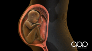 3D medical animation showing a developing fetus inside the womb, with detailed rendering of fetal growth and the surrounding amniotic environment.