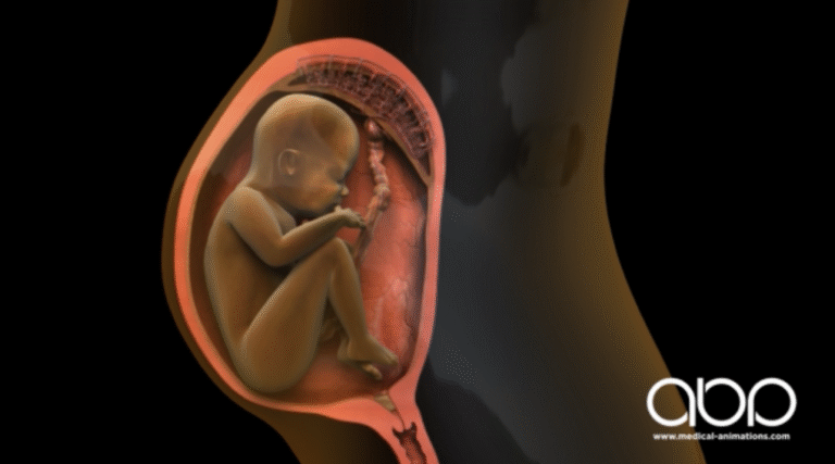 3D medical animation showing a developing fetus inside the womb, with detailed rendering of fetal growth and the surrounding amniotic environment.
